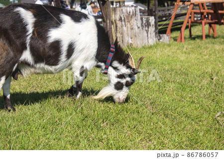 牧場でノビノビと暮らす動物 牧場でノビノビと暮らす動物 86786057