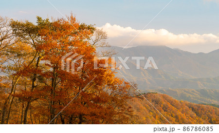 【自然】紅葉した夕方の秋の森林 鳥取県の大山 【自然】紅葉した夕方の秋の森林 鳥取県の大山 86786085