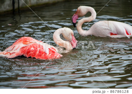 フラミンゴが水遊びをしています。紅白の色合いです。安佐動物公園 フラミンゴが水遊びをしています。紅白の色合いです。安佐動物公園 86786128