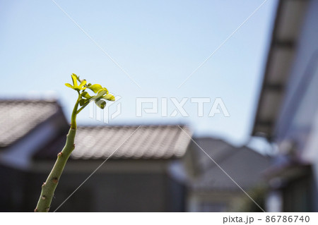 【塊根植物】春先に芽吹くアデニアグラウカ 【塊根植物】春先に芽吹くアデニアグラウカ 86786740