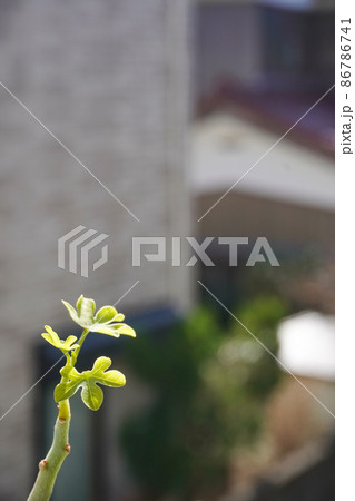 【塊根植物】春先に芽吹くアデニアグラウカ 【塊根植物】春先に芽吹くアデニアグラウカ 86786741