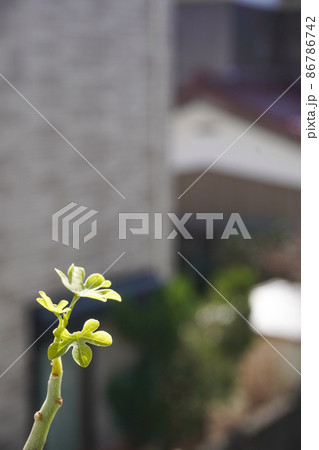 【塊根植物】春先に芽吹くアデニアグラウカ 【塊根植物】春先に芽吹くアデニアグラウカ 86786742