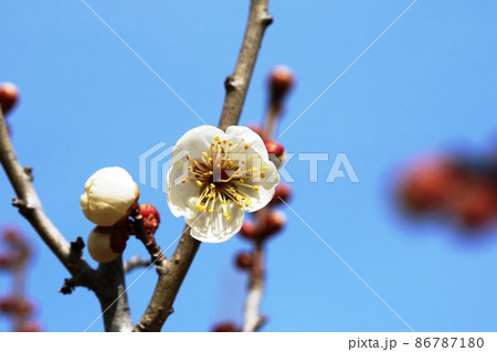 ハクバイ（白梅）咲き始め 86787180