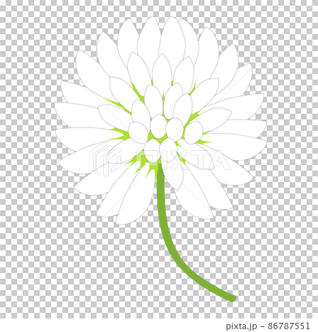 White flowers of clover. White clover flower. White flowers of clover. White clover flower. 86787551