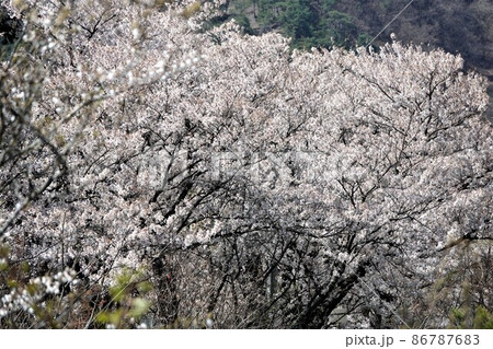 長野県上田市に切り立つ半過岩鼻は奇岩として有名なパワースポットです。千曲公園はこの上にあります。 86787683