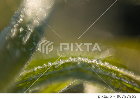草に付いた霜 86787865