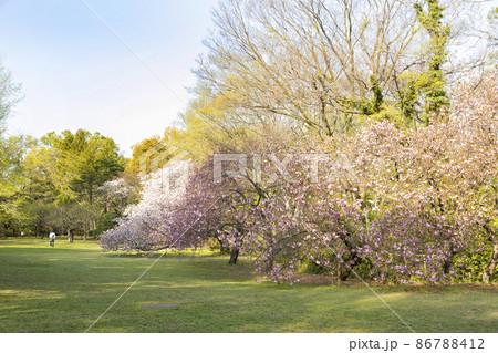 桜咲く砧公園 86788412