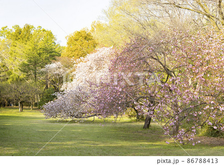 桜咲く砧公園 86788413