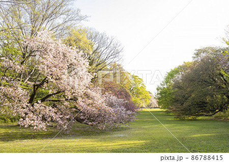 桜咲く砧公園 86788415