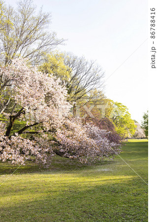 桜咲く砧公園 桜咲く砧公園 86788416