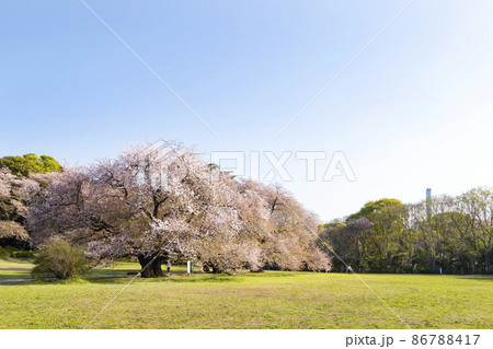 桜咲く砧公園 86788417