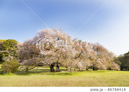 桜咲く砧公園 86788418