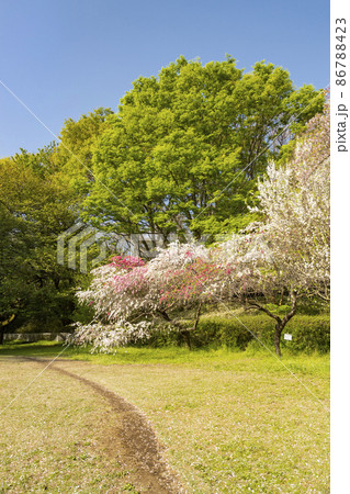 桜や桃の花咲く砧公園 86788423
