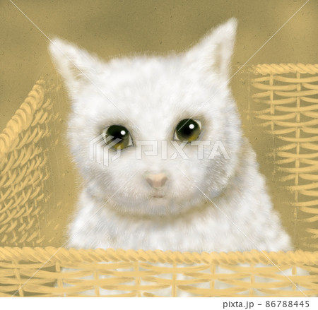 カゴに入っている白い猫 カゴに入っている白い猫 86788445