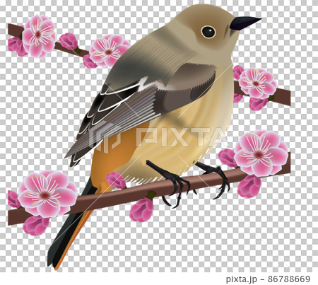 タイトル 梅にウグイス リアルのイラスト素材