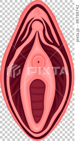 Female external genital structure alone, no background 86788742