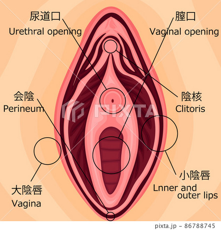 女性外性器　構造　日本語 86788745