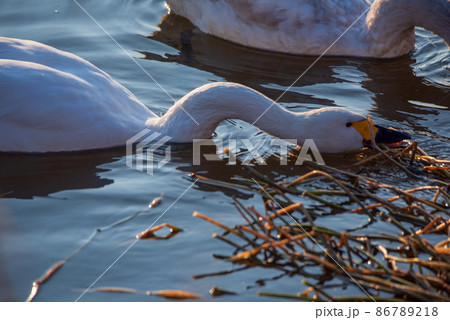 コハクチョウ　親子　食餌中　越辺川　白鳥飛来地　川島町 86789218