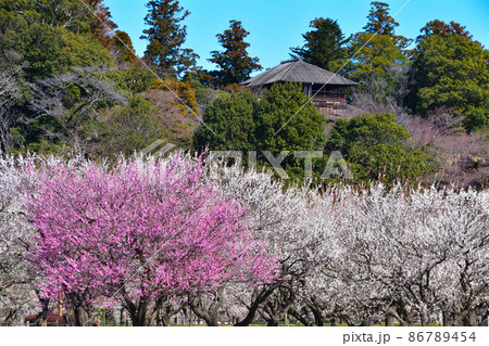 梅 水戸 偕楽園公園 梅 水戸 偕楽園公園 86789454
