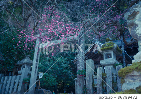 京都市左京区哲学の道にある大豊神社の紅梅を撮影 京都市左京区哲学の道にある大豊神社の紅梅を撮影 86789472