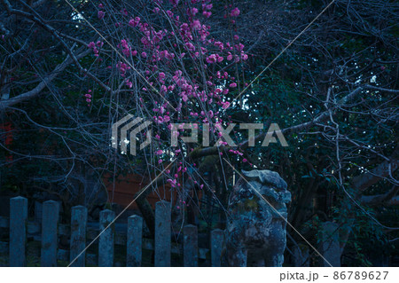 京都市左京区哲学の道にある大豊神社の紅梅を撮影 86789627