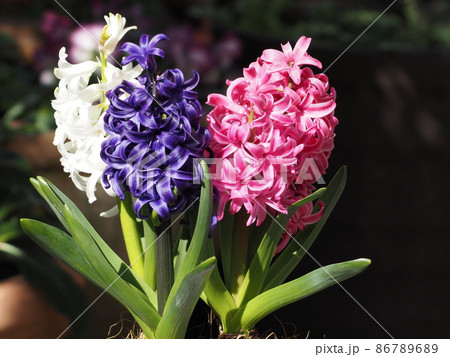 庭の花　3色ヒヤシンス 86789689