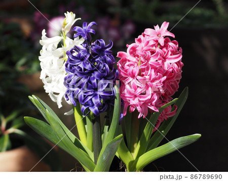 庭の花　3色ヒヤシンス 86789690