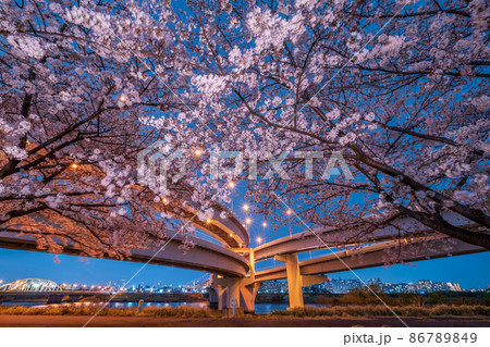 夜景「東京都」五色桜大橋と江北JCTの春の風景 夜景「東京都」五色桜大橋と江北JCTの春の風景 86789849