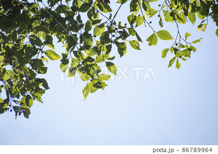 風に揺られる晴れた火の植物 86789964