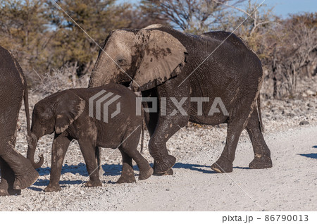 African Elephants Passing by along a road African Elephants Passing by along a road 86790013