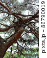 樹齢100年以上の下から見たクロマツ 86790019