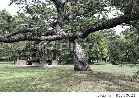 樹齢100年以上の公園に生えるクロマツの写真素材 [86790021] - PIXTA
