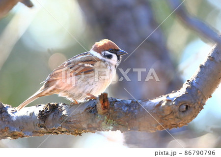 梅の枝にとまるスズメ　 86790796