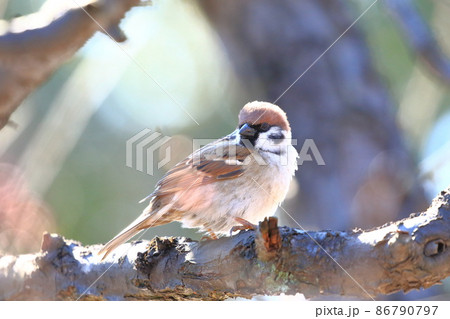 梅の枝にとまるスズメ　 86790797