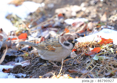 地面でエサを探すスズメ 地面でエサを探すスズメ 86790927