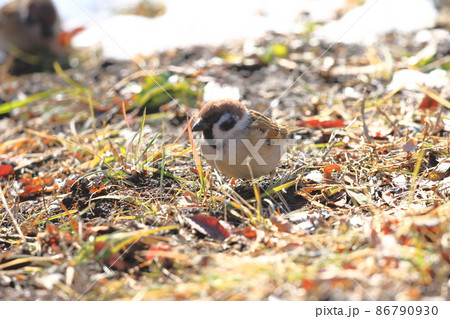 地面でエサを探すスズメ　 86790930