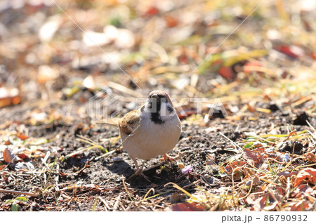 地面でエサを探すスズメ 地面でエサを探すスズメ 86790932