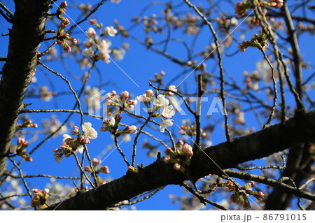 東寺の桜 東寺の桜 86791015