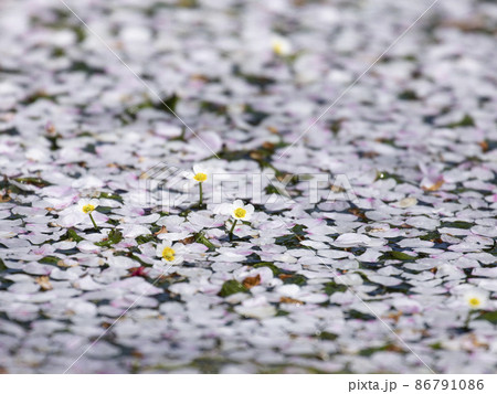 さくらの花びらの中に咲くバイガモ さくらの花びらの中に咲くバイガモ 86791086