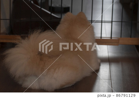 飼い主の帰りを待つ留守番中の愛犬 86791129