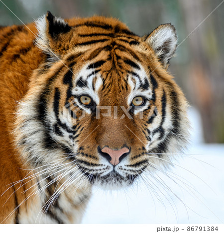 Portrait closeup Adult Tiger in cold time. Tiger snow in wild winter nature Portrait closeup Adult Tiger in cold time. Tiger snow in wild winter nature 86791384