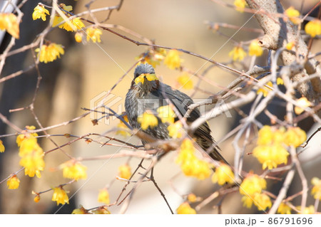 ロウバイの花を食べるヒヨドリ ロウバイの花を食べるヒヨドリ 86791696