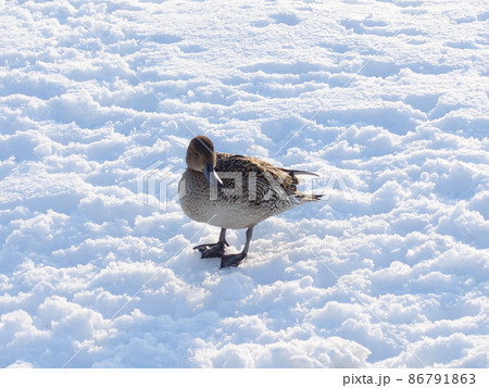 冬鳥　渡り鳥　鴨 86791863