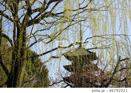 東寺・五重塔 86792021