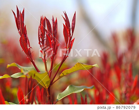 真っ赤なベニカナメモチの新芽 真っ赤なベニカナメモチの新芽 86792079