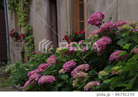 日陰の路地に咲く紫陽花(フランス) 86792250