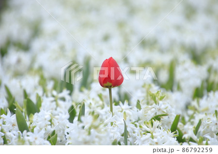 清純路線を歩むチューリップ(オランダ) 86792259