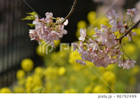 京都　淀水路の河津桜と菜の花 86792499