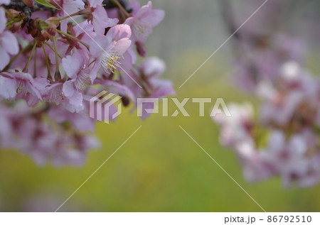 京都 淀水路の河津桜と菜の花 京都 淀水路の河津桜と菜の花 86792510