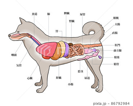 雄犬のからだ解剖図1のイラスト素材 [86792984] - PIXTA